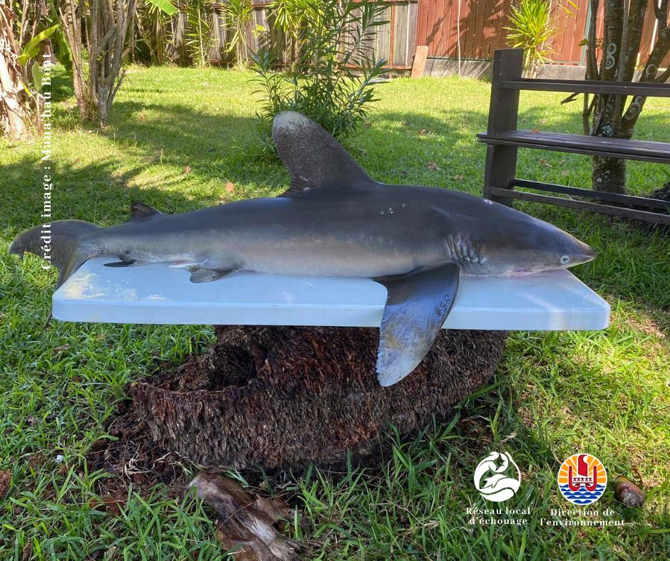 Un Requin Parata Retrouve Mort A Moorea Tntv Tahiti Nui Television