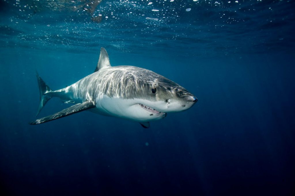 Australie : une femme attaquée par un requin dans le célèbre port