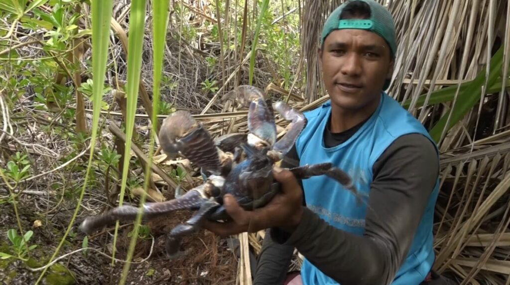 Le Kaveu Crabe Geant Tres Apprecie Aux Tuamotu Tntv Tahiti Nui Television